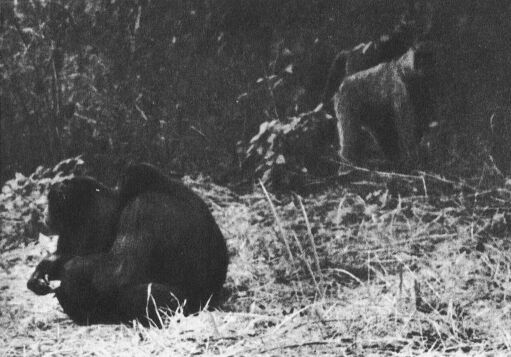 В тени человека - _10113f.jpg