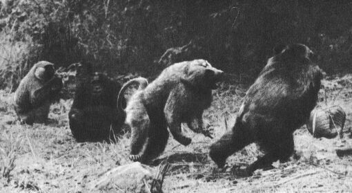 В тени человека - _10113f1.jpg