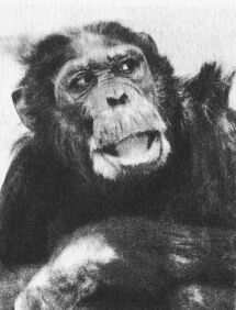 В тени человека - _10114f3.jpg