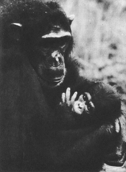 В тени человека - _10115f2.jpg