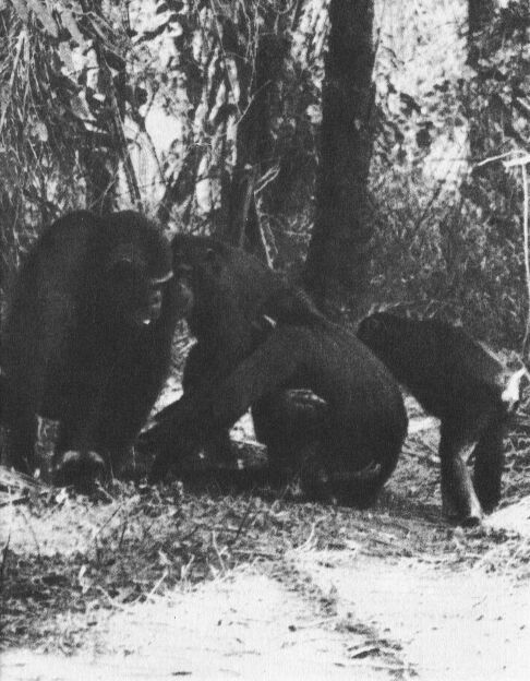 В тени человека - _10116f1.jpg