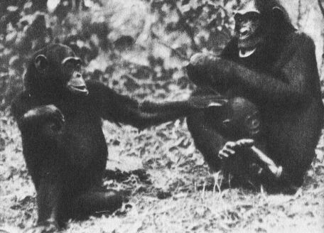 В тени человека - _10116ff1.jpg