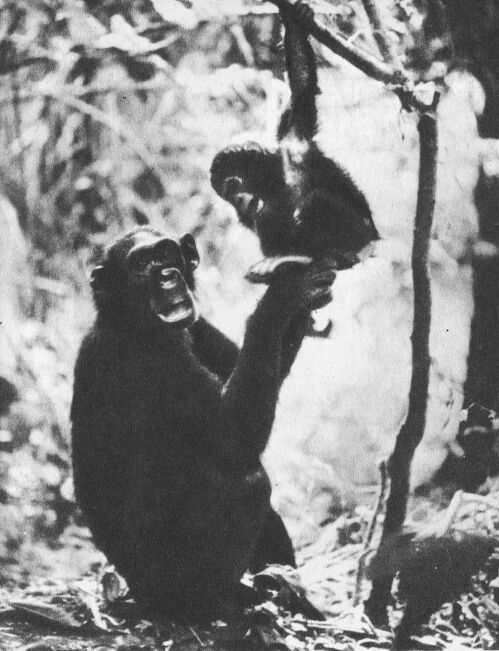 В тени человека - _10117f1.jpg