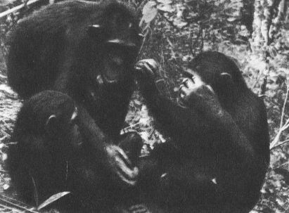 В тени человека - _10117f3.jpg