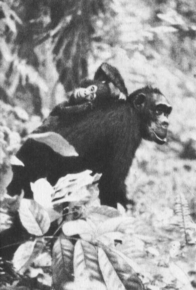 В тени человека - _10118f1.jpg