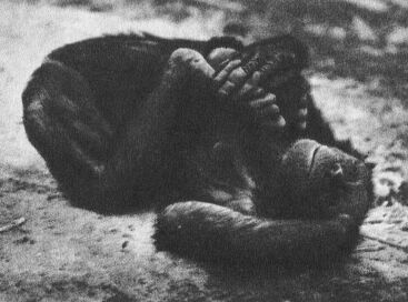 В тени человека - _10119f12.jpg