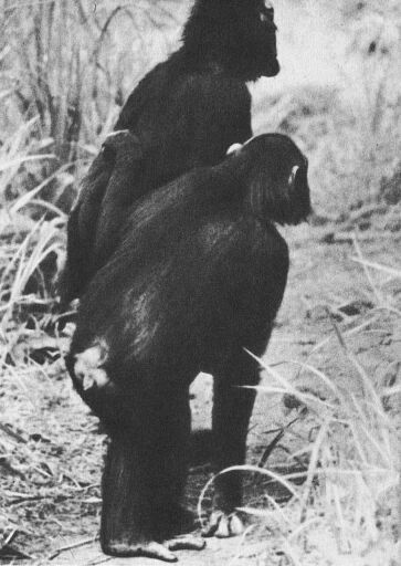 В тени человека - _10119f21.jpg