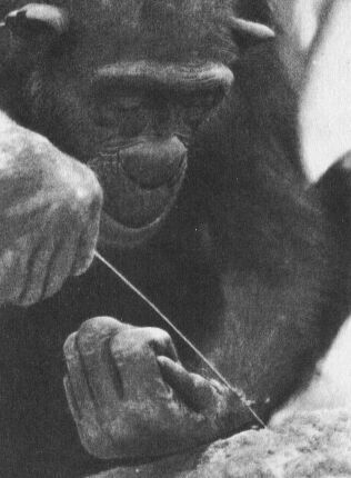 В тени человека - _10120ff1.jpg