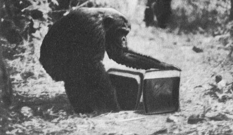 В тени человека - _10136f.jpg