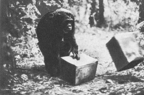 В тени человека - _10136f2.jpg