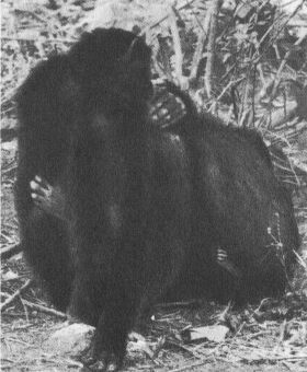 В тени человека - _10137f.jpg