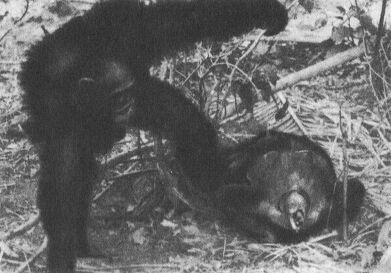 В тени человека - _10137f1.jpg