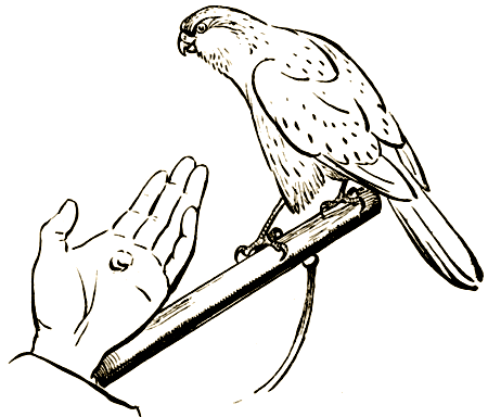 Пернатые артисты - i_005.png