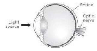 Величайшее Шоу на Земле: свидетельства эволюции. - gl11_glaz.JPG