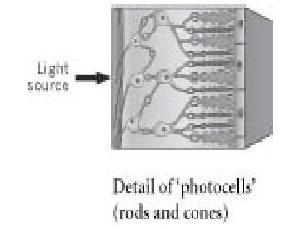 Величайшее Шоу на Земле: свидетельства эволюции. - gl11_glaz2.JPG
