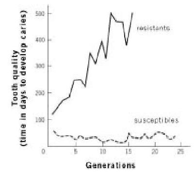 Величайшее Шоу на Земле: свидетельства эволюции. - gl3_karies.JPG