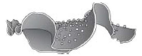 Величайшее Шоу на Земле: свидетельства эволюции. - gl6_chervyak1.JPG