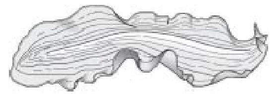 Величайшее Шоу на Земле: свидетельства эволюции. - gl6_chervyak2.JPG