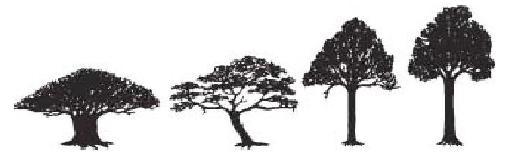 Величайшее Шоу на Земле: свидетельства эволюции. - gl9_derevo.JPG