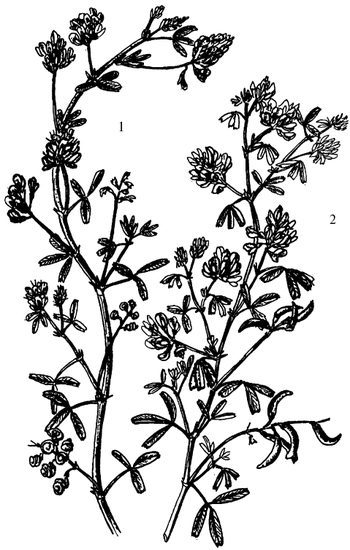 Кухня Робинзона. Рецепты блюд из дикорастущих растений и цветов - image089.jpg