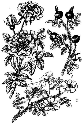 Кухня Робинзона. Рецепты блюд из дикорастущих растений и цветов - image215.jpg