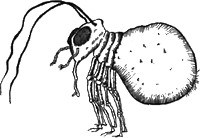 13 1/2 жизней капитана по имени Синий Медведь - i_113.jpg