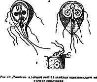 Жизнь без паразитов - i07.png