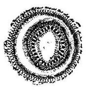 Танґо смерті - i_010.jpg