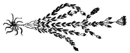 Танґо смерті - i_013.jpg