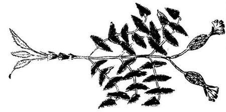 Танґо смерті - i_019.jpg