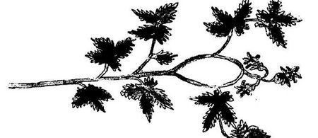 Танґо смерті - i_037.jpg