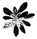 Танґо смерті - i_038.jpg