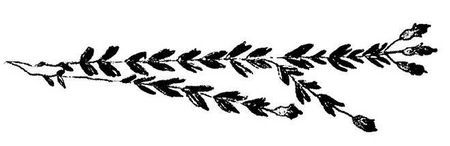 Танґо смерті - i_041.jpg