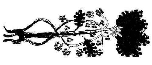 Танґо смерті - i_047.jpg