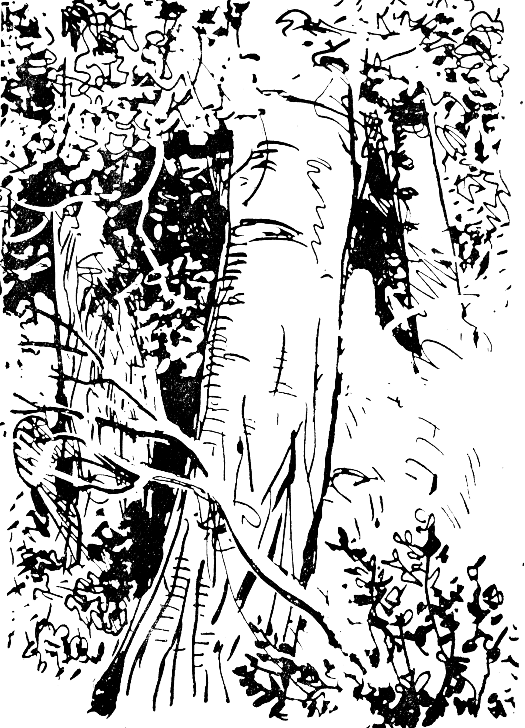 Встречи в тайге - i_003.png