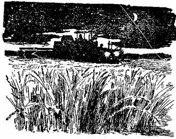 О чём шепчут колосья - i_010.jpg