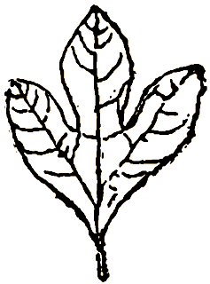 Маленькие дикари (Рисунки автора) - i_018.png