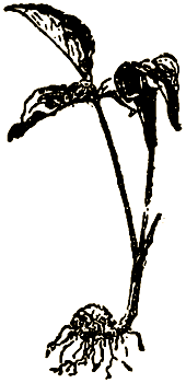 Маленькие дикари (Рисунки автора) - i_019.png