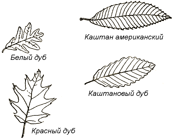 Маленькие дикари (Рисунки автора) - i_032.png