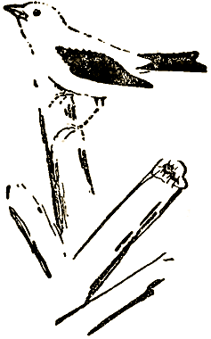 Маленькие дикари (Рисунки автора) - i_054.png