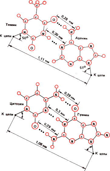 Аксиомы биологии - i_20.png