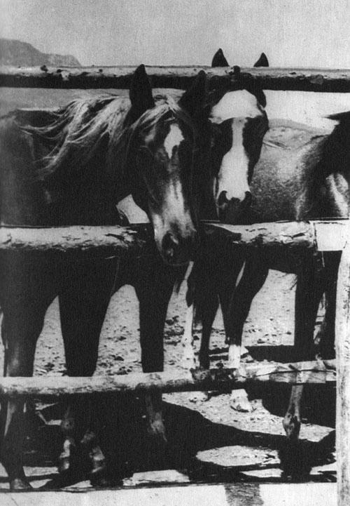 Кони в океане - i_023.jpg