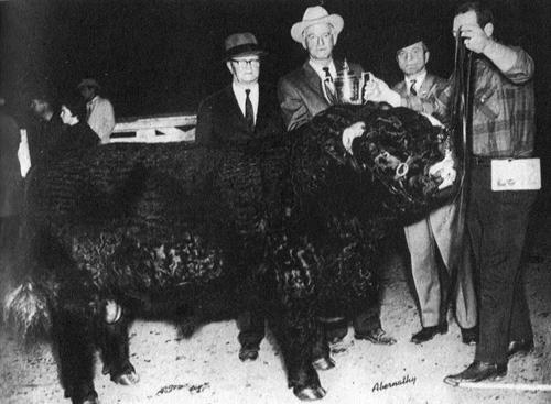 Кони в океане - i_046.jpg