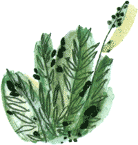 Длинные уши в траве. История косули Рыжки - nonjpegpng__31.png