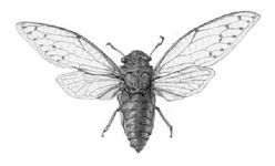 Spartan Gold - _15.jpg