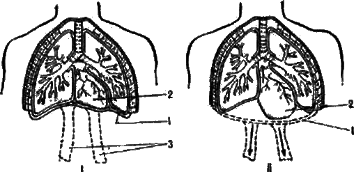 Активное долголетие (Моя система борьбы со старостью) - _11.png