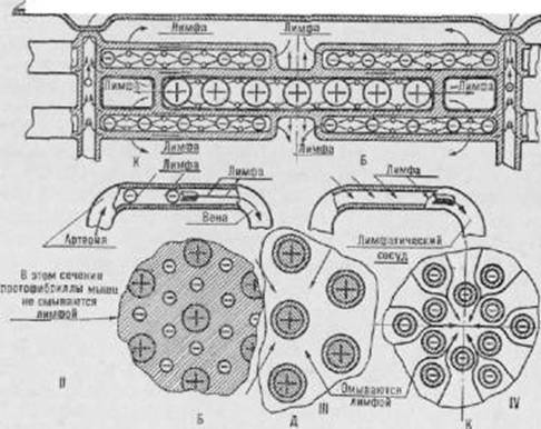Активное долголетие (Моя система борьбы со старостью) - pic_39.jpg