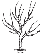 Полная энциклопедия фермера - i_162.png