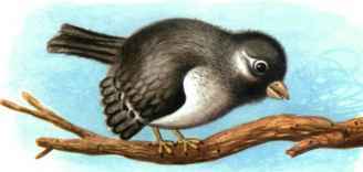 Коапп! спасите наши уши! - i_024.jpg