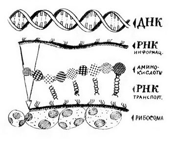 Хочу все знать 1970 - _122_DNK_levels.jpg